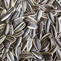 Sunflower Seeds