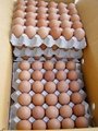 Fresh Chicken Eggs 1