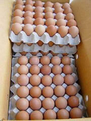 Fresh Chicken Eggs