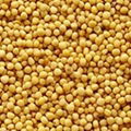 Mustard Seeds