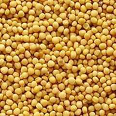 Mustard Seeds