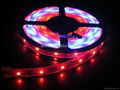 Hot sale WS2811 IC SMD5050 Addressable Led strip 2