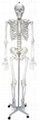 GM/A11101/2    Artificial Human Skeleton (170cm)Female  1