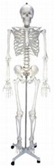 GM/A11101/2    Artificial Human Skeleton (170cm)Female 