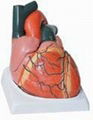 GM/A16006 Adult Heart Model