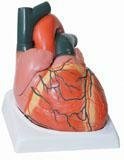 GM/A16006 Adult Heart Model