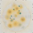 3M黴菌和酵母菌快速測試片