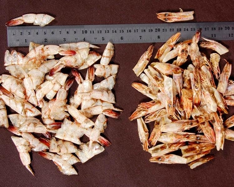 Dried Shrimps shell Crab Shells 