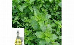 Peppermint Oil