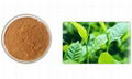 Green Tea Extract Powder