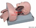 Senior human tracheal intubation training model 1