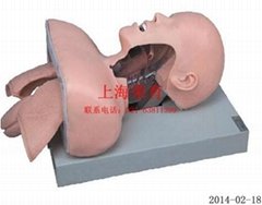 Senior human tracheal intubation training model