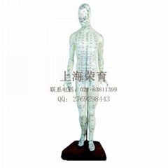 Human acupuncture model
