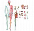 Anatomy of the human body attached to