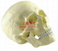 Adult skull model 1