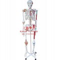 Half human skeletal muscle ligaments