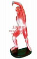 Human shallow Muscle Man Model 1