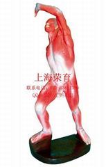 Human shallow Muscle Man Model