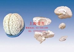 Brain anatomical model