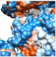 Erlotinib  Hydrochloride