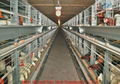 Automatic battery A type chicken hen layer cage 