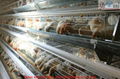 Automatic battery A type chicken hen layer cage  4