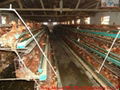 Automatic battery A type chicken hen layer cage  5