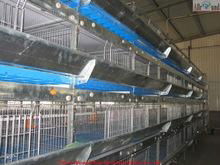 Hot Galvanized Automatic Design Chicken Cage for Baby Chicks