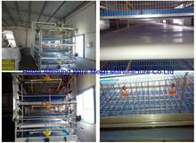 Hot Galvanized Automatic Design Chicken Cage for Baby Chicks  3