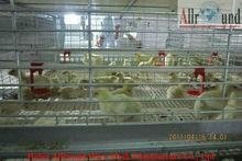 Hot Galvanized Automatic Design Chicken Cage for Baby Chicks  4