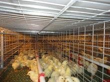 Hot Galvanized Automatic Design Chicken Cage for Baby Chicks  5