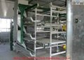 Automatic poultry equipment chicken