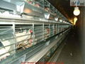 Automatic poultry battery cage for layer (H type)  2