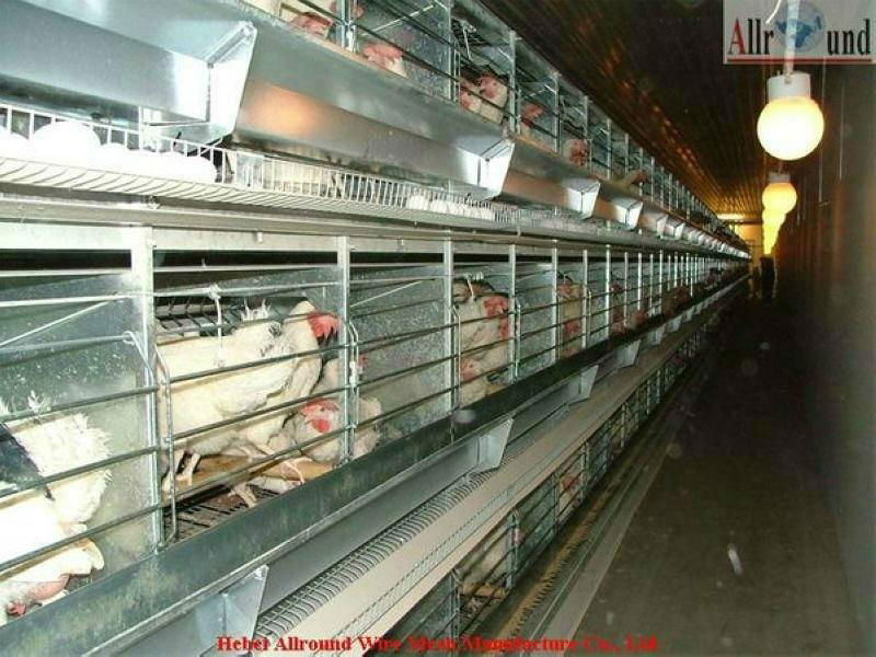 Automatic poultry battery cage for layer (H type)  2