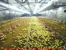 Broiler chicken farming house