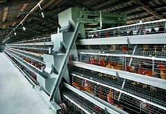 battery broiler chicken cage & Wire mesh chicken cage