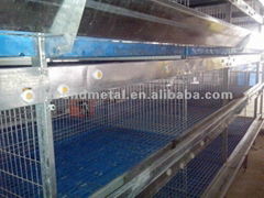 Automatic Pullet Rearing Cage