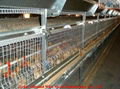 Automatic Pullet Rearing Cage  2