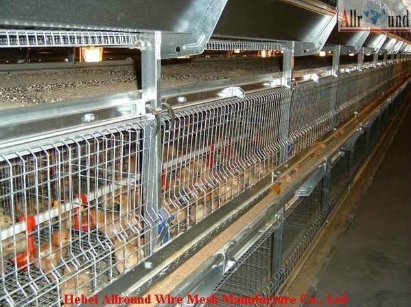 Automatic Pullet Rearing Cage  2