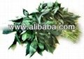 Fresh tapioca leaf