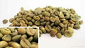 Robusta Coffee Beans