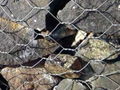 Gabion Box 1