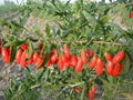 Dried Goji Berries 3