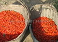 Dried Goji Berries 4