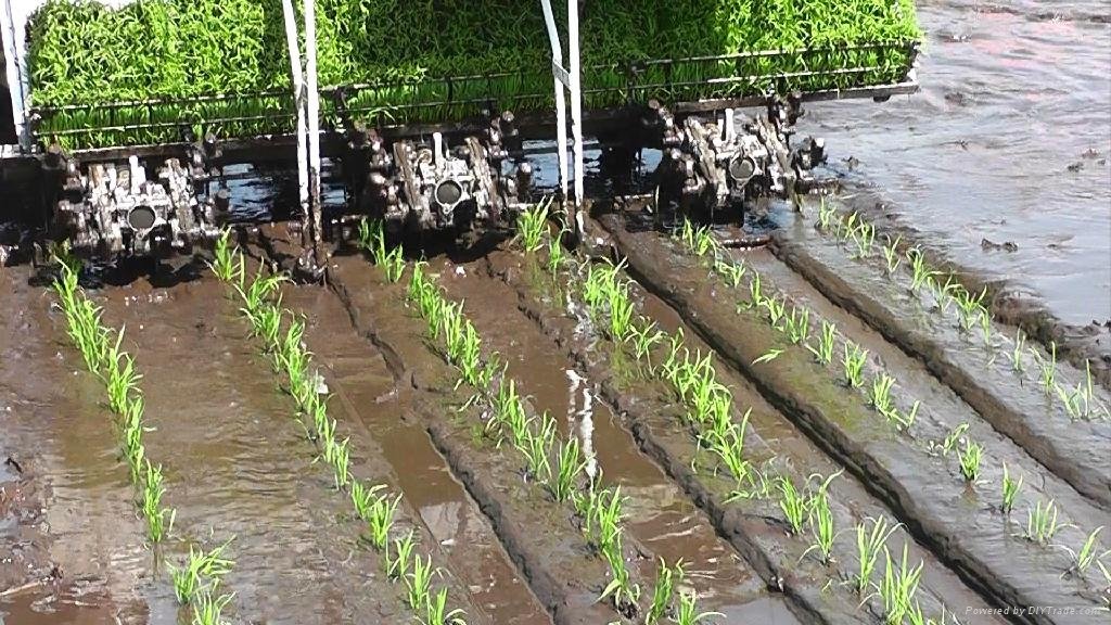 6 rows rice transplanter 3