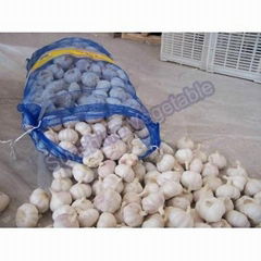 pure white garlic in mesh bag