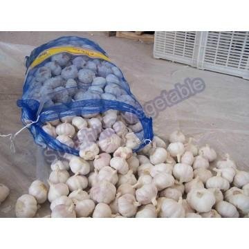 pure white garlic in mesh bag