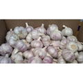 Fresh Pink Garlic 1