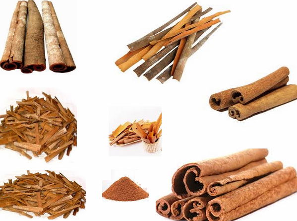 Tube Cassia supplier from VIETNAM