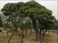 artificial pine tree 1